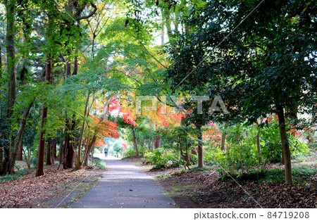 A gentle healing autumn road scenery A gentle healing autumn road scenery 84719208