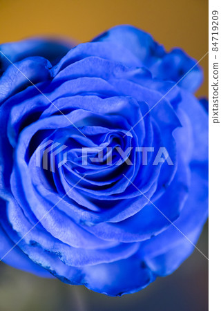 ★ Rose blue: Rose flowers that are dyed blue by sucking blue water are in bloom. ★ Rose blue: Rose flowers that are dyed blue by sucking blue water are in bloom. 84719209