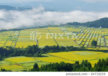 金色稻田與白色蕎麥田交織而成的壯觀景色 Ver2 84719259