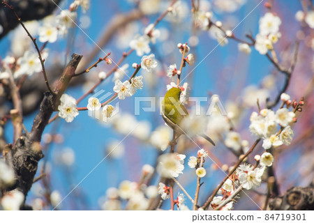 The arrival of spring Plum blossoms and white-eyes / 84719301