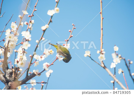 春來梅花白眼/ 84719305