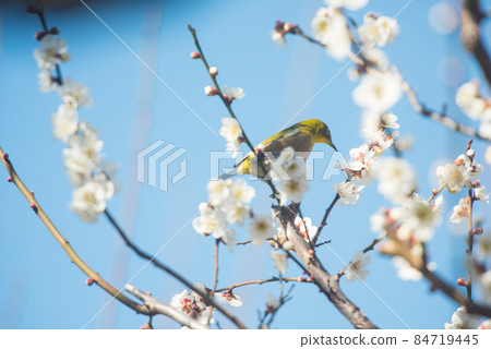 春來梅花白眼/ 春來梅花白眼/ 84719445