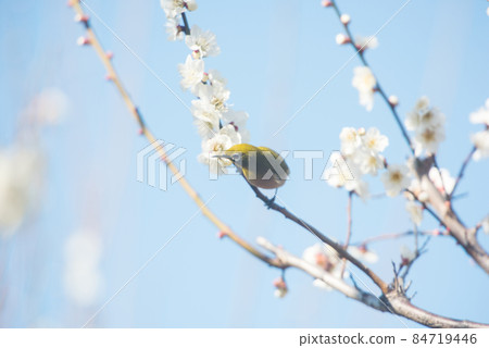 春來梅花白眼/ 春來梅花白眼/ 84719446