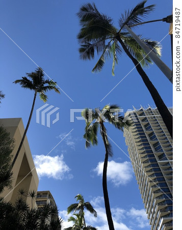 The blue sky and palm trees I looked up at when I was traveling to Hawaii The blue sky and palm trees I looked up at when I was traveling to Hawaii 84719487