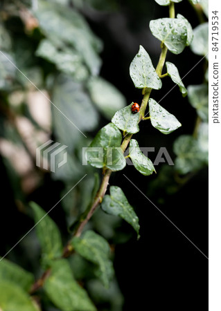 The Coccinellidae ladybug sits on ivy leaves in the garden. Dark background. Front view. 84719534