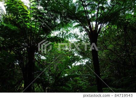 Pterophyta in the Kinsaku Primitive Forest in the mountains of Naze, Amami City 84719543