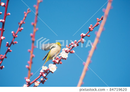 The arrival of spring Plum blossoms and white-eyes / 84719620