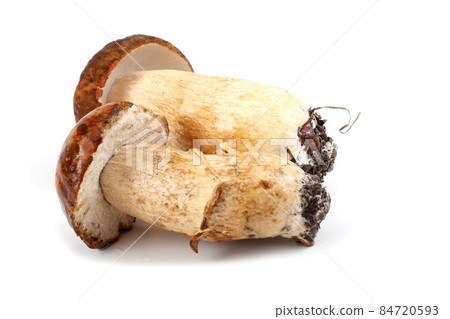 King bolete (boletus edulis). King bolete (boletus edulis). 84720593