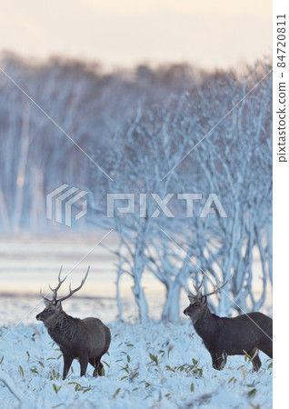 Snow accretion trees and herds of sika deer (Hokkaido) 84720811