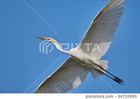 大白鷺 / 飛翔 / 藍天 / 向上 84720999