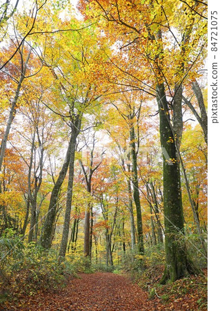 Autumn Shirakami Mountains beech forest Autumn Shirakami Mountains beech forest 84721075