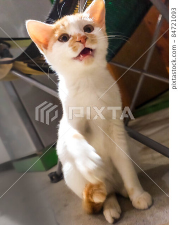 Kitten quick punch Kitten quick punch 84721093