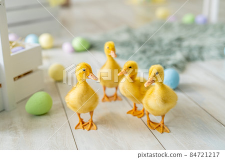 Easter studio decoration. ducklings walks on background of colorful dyed eggs, wooden boxes. Easter studio decoration. ducklings walks on background of colorful dyed eggs, wooden boxes. 84721217