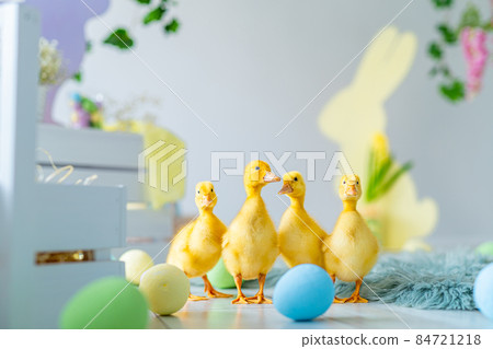 Ducklings walks on Easter studio decoration. Colorful dyed eggs, wooden bunnys, flowers, decorations Ducklings walks on Easter studio decoration. Colorful dyed eggs, wooden bunnys, flowers, decorations 84721218