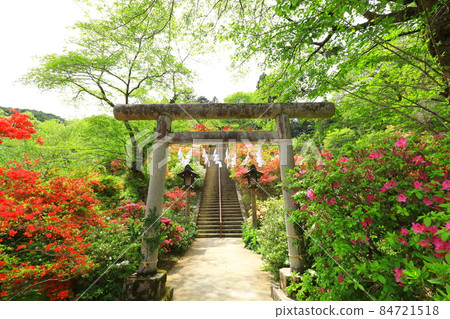 Azaleas at Atago Shrine in Ome City 84721518