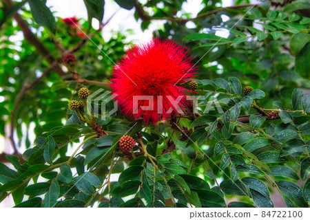 Calliandra haematochea 與半球形圓形紅色花朵 84722100