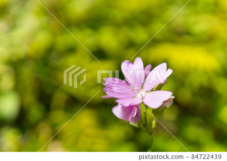 盛開在田間的麝香錦葵 84722439