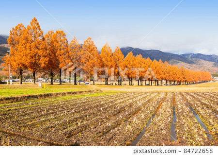水杉並木：牧野高原的秋景 84722658
