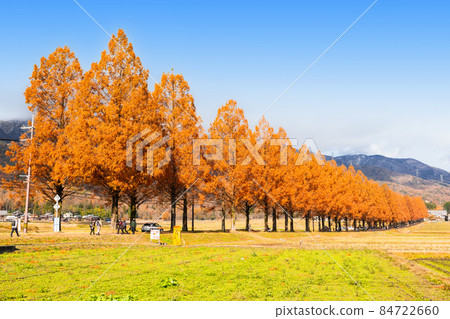 水杉並木:牧野高原的秋景 水杉並木:牧野高原的秋景 84722660