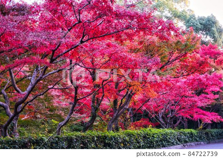 Autumn leaves Autumn leaves 84722739