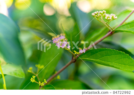 Murasaki Shikibu's small flowers Murasaki Shikibu's small flowers 84722992