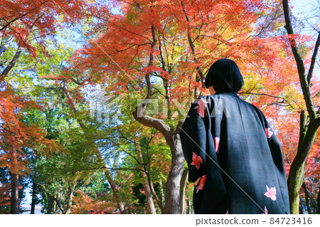 A woman in kimono looking at the colorful autumn leaves A woman in kimono looking at the colorful autumn leaves 84723416