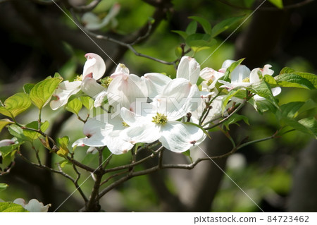 Dogwood Hanamizuki 84723462