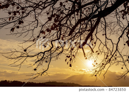 Sunset and fruiting persimmon tree 84723850