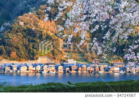 京都府/“伊根船屋”群（重要傳統建築保護區），夕陽染紅的櫻花盛開 84724567