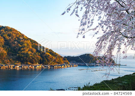 京都府/“伊根船屋”群(重要傳統建築保護區),夕陽染紅的櫻花盛開 京都府/“伊根船屋”群(重要傳統建築保護區),夕陽染紅的櫻花盛開 84724569