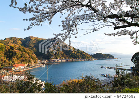 京都府/“伊根船屋”群（重要傳統建築保護區），夕陽染紅的櫻花盛開 84724592