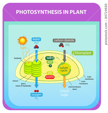 Process of photosynthesis in plant - Stock Illustration [84724689] - PIXTA