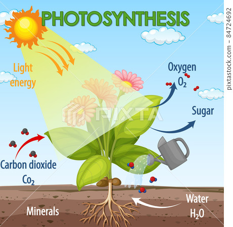 Diagram showing process of photosynthesis in plant Diagram showing process of photosynthesis in plant 84724692