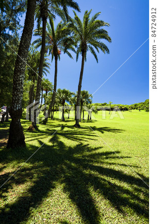 The beautiful grasslands, woods, and blue sky background in Eluanbi, This scenic area is located in Kenting National Park in Pingtung, Taiwan. 84724912