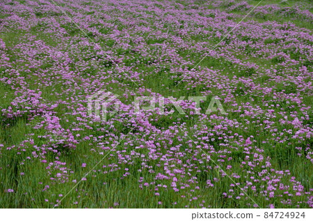 Astragalus sinensis Astragalus sinensis 84724924