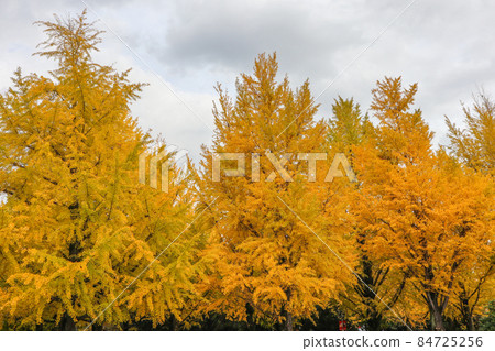 Kumamoto Prefectural Office Promenade 84725256