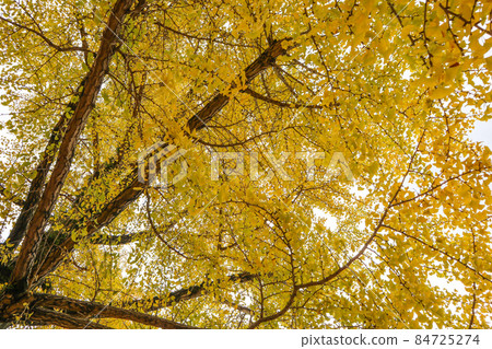 Kumamoto Prefectural Office Promenade 84725274