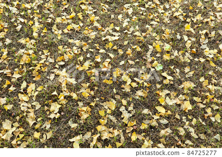 Kumamoto Prefectural Office Promenade 84725277