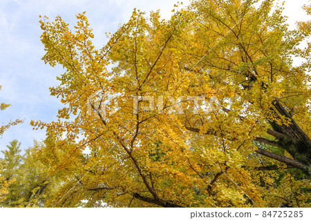 Kumamoto Prefectural Office Promenade 84725285