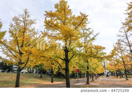 Kumamoto Prefectural Office Promenade 84725289