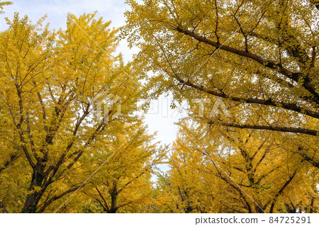 Kumamoto Prefectural Office Promenade 84725291