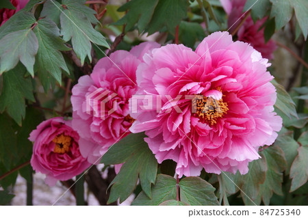 鈕扣牡丹 鈕扣牡丹 84725340