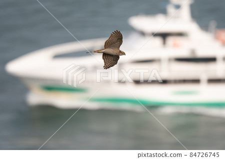 Sparrowhawk crossing the tide boat back in autumn 84726745