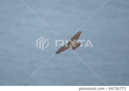 雀鷹秋舞鳴門海峽01 雀鷹秋舞鳴門海峽01 84726775
