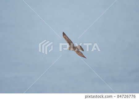 雀鷹秋舞鳴門海峽02 雀鷹秋舞鳴門海峽02 84726776