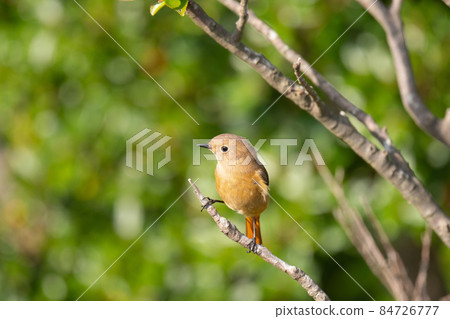 秋天飛到鳴門山的Daurian Redstart女01 秋天飛到鳴門山的Daurian Redstart女01 84726777