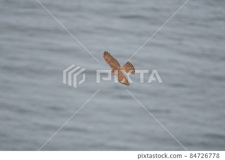 秋日鳴門海峽雀鷹舞03 秋日鳴門海峽雀鷹舞03 84726778