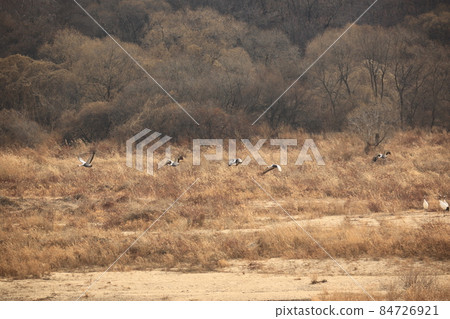 Gangwon-do, Cheorwon Crane Village, Cheorwon-gun, Birdwatching Gangwon-do, Cheorwon Crane Village, Cheorwon-gun, Birdwatching 84726921