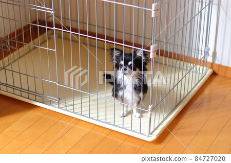 吉娃娃，一隻進入狗籠的狗 84727020
