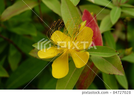 Hypericum monogynum Mioyanagi Hypericum monogynum Mioyanagi 84727028